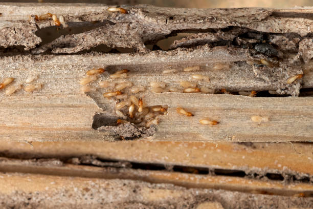 Insect Control in Tea, SD